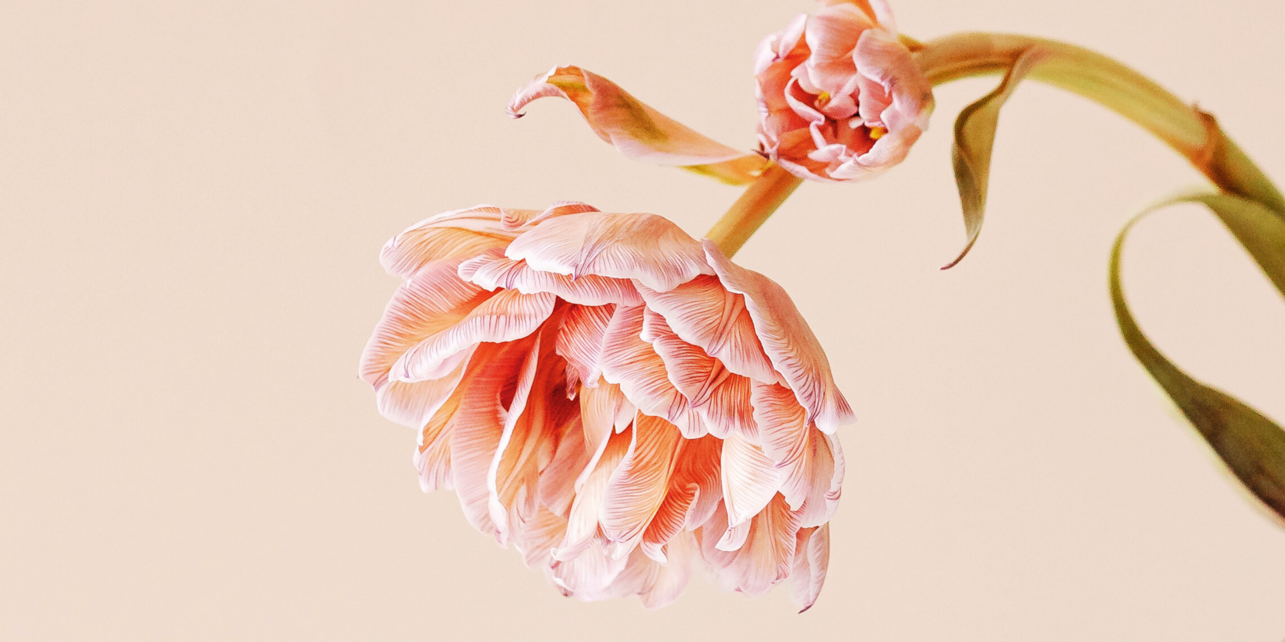 Jennifer Kemp | Clinical psychologist, author, trainer - Image